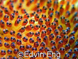 The RayBan Models! Taken in Tioman Island with Canon G7. by Edvin Eng 